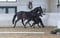 Pferdeinserat