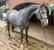 Annuncio cavallo