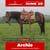 Annuncio cavallo