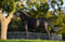 Annuncio cavallo
