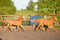 Annuncio cavallo