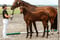 Horse ad