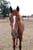 Annuncio cavallo