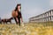 Annuncio cavallo