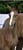 Horse ad