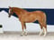 Annuncio cavallo