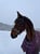 Annuncio cavallo