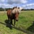 Horse ad
