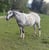 Horse ad