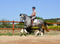 Horse ad