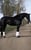Horse ad