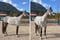 Horse ad