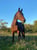 Horse ad
