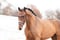 Horse ad