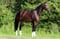 Annuncio cavallo