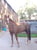 Annonce cheval