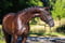 Annonce cheval