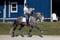 Annuncio cavallo