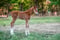 Horse ad