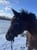 Horse ad