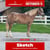 Paardadvertentie