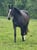 Horse ad