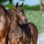 Horse ad
