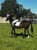 Annuncio cavallo
