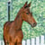 Annuncio cavallo