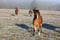 Annuncio cavallo