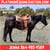 Horse ad