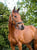 Annonce cheval
