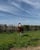 Paardadvertentie