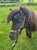 Annuncio cavallo