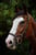 Horse ad