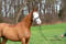 Annuncio cavallo