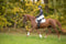 Horse ad