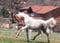 Horse ad