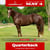 Horse ad
