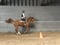 Annuncio cavallo