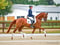 Annuncio cavallo