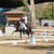 Anuncio de caballos