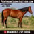 Horse ad