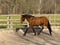Horse ad