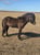 Annonce cheval