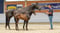 Horse ad