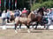 Horse ad