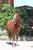 Horse ad
