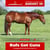 Annonce cheval