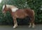 Horse ad